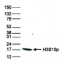 H3S10p | Histone H3 (p Ser10) (affinity purified, 10 µl)